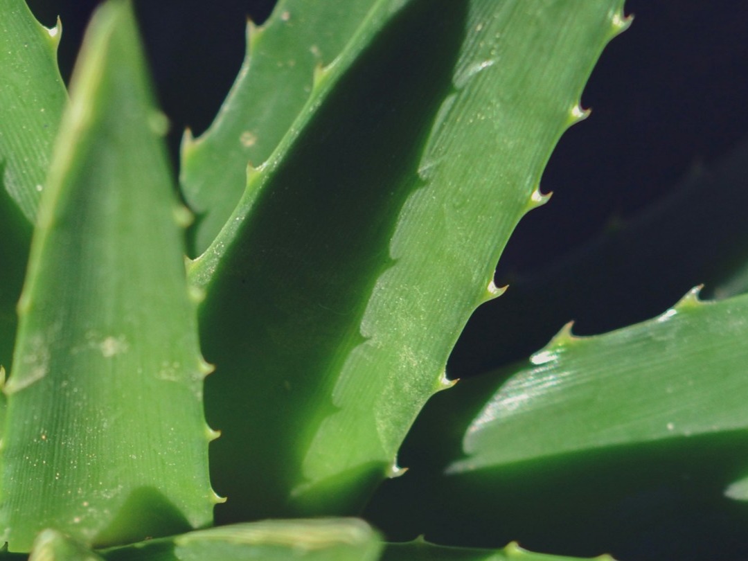 बालों में एलोवेरा हेयर पैक लगाने से क्या होता है?