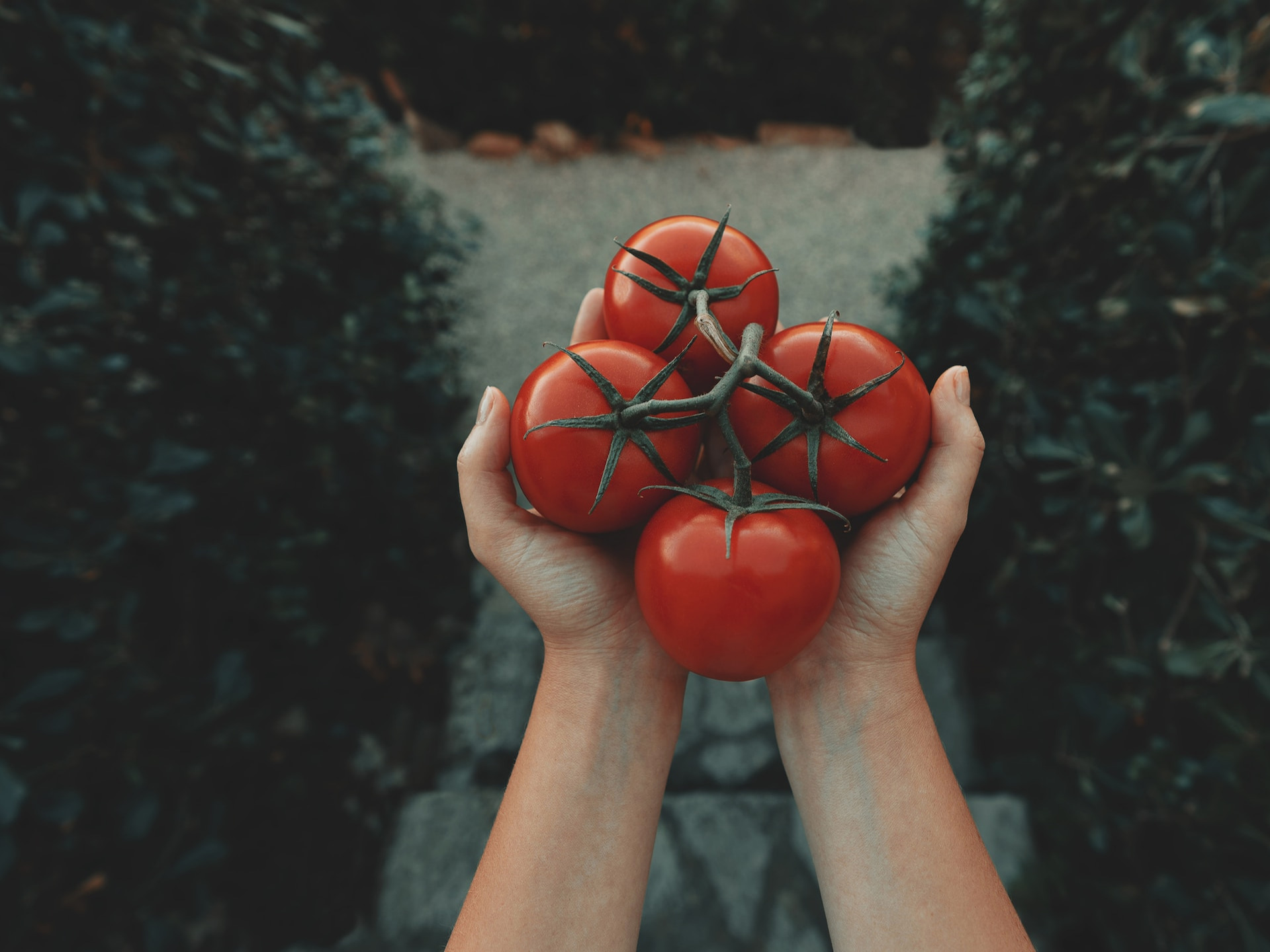 tomato is fruit or vegetable