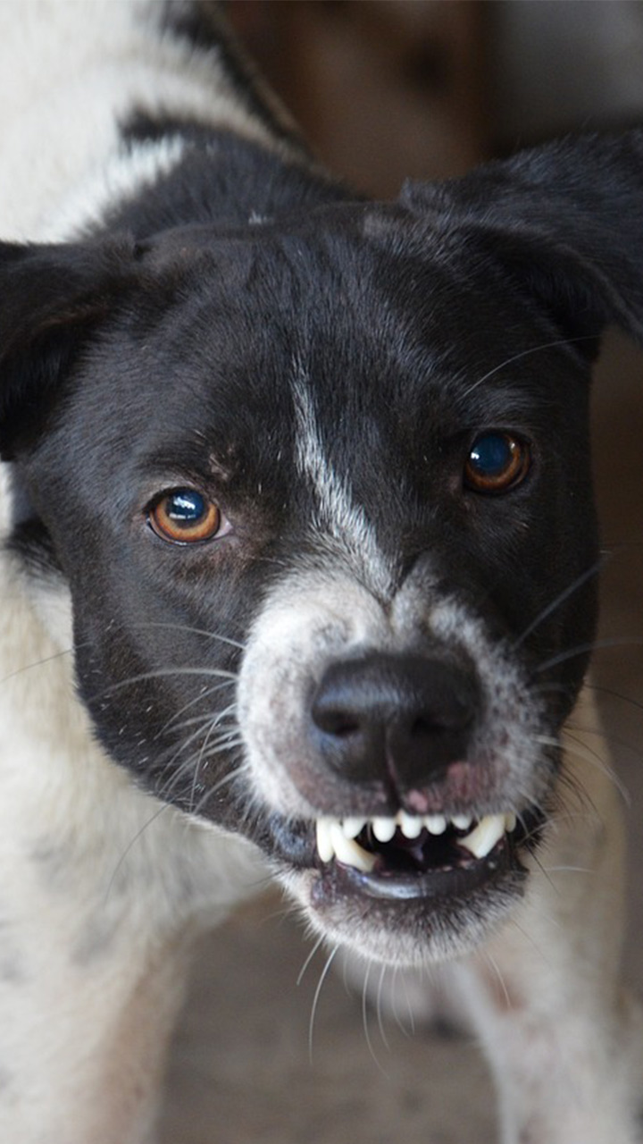 What Is The Most Angry Dog