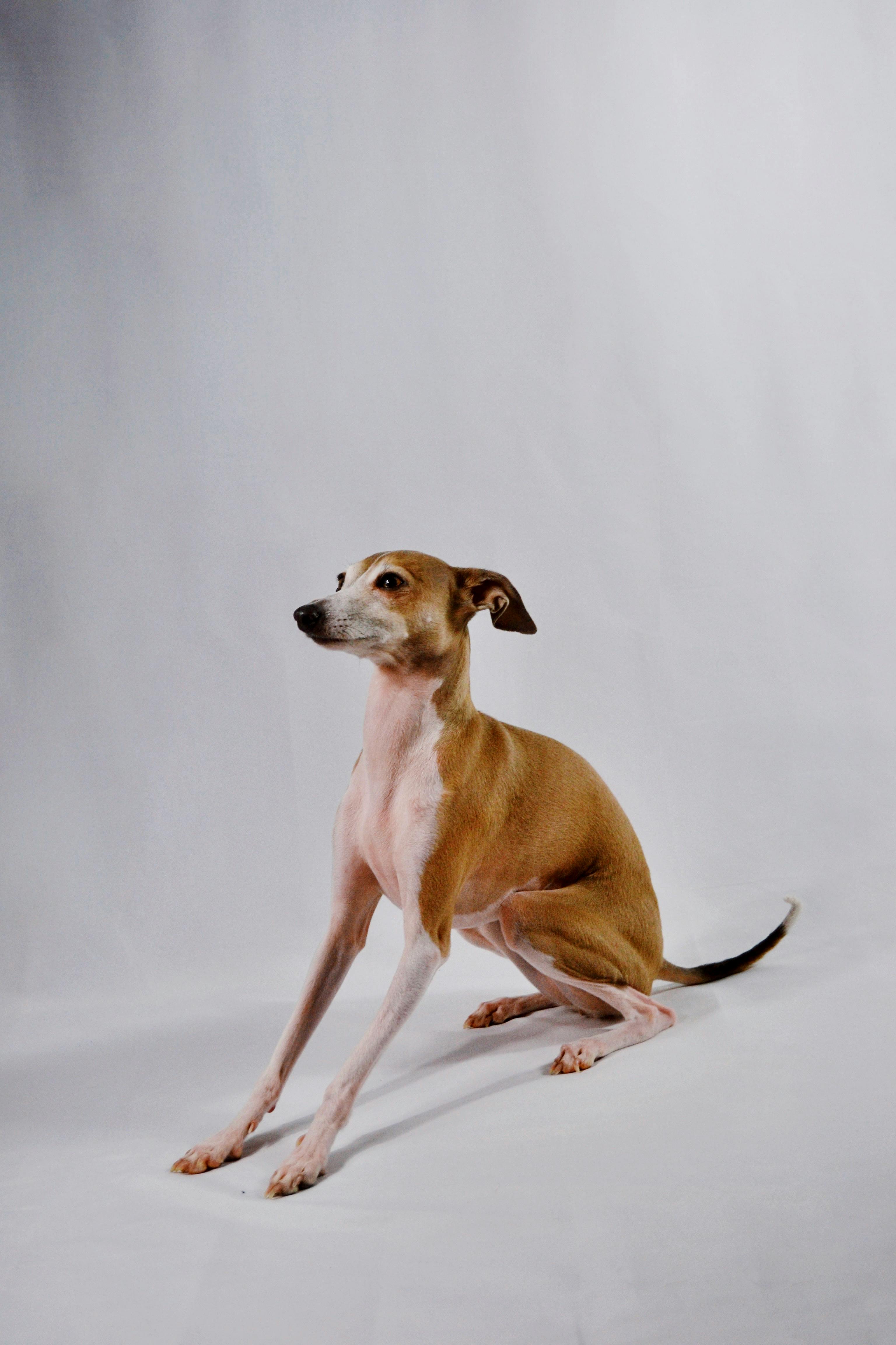 10 Fastest Dogs In The World