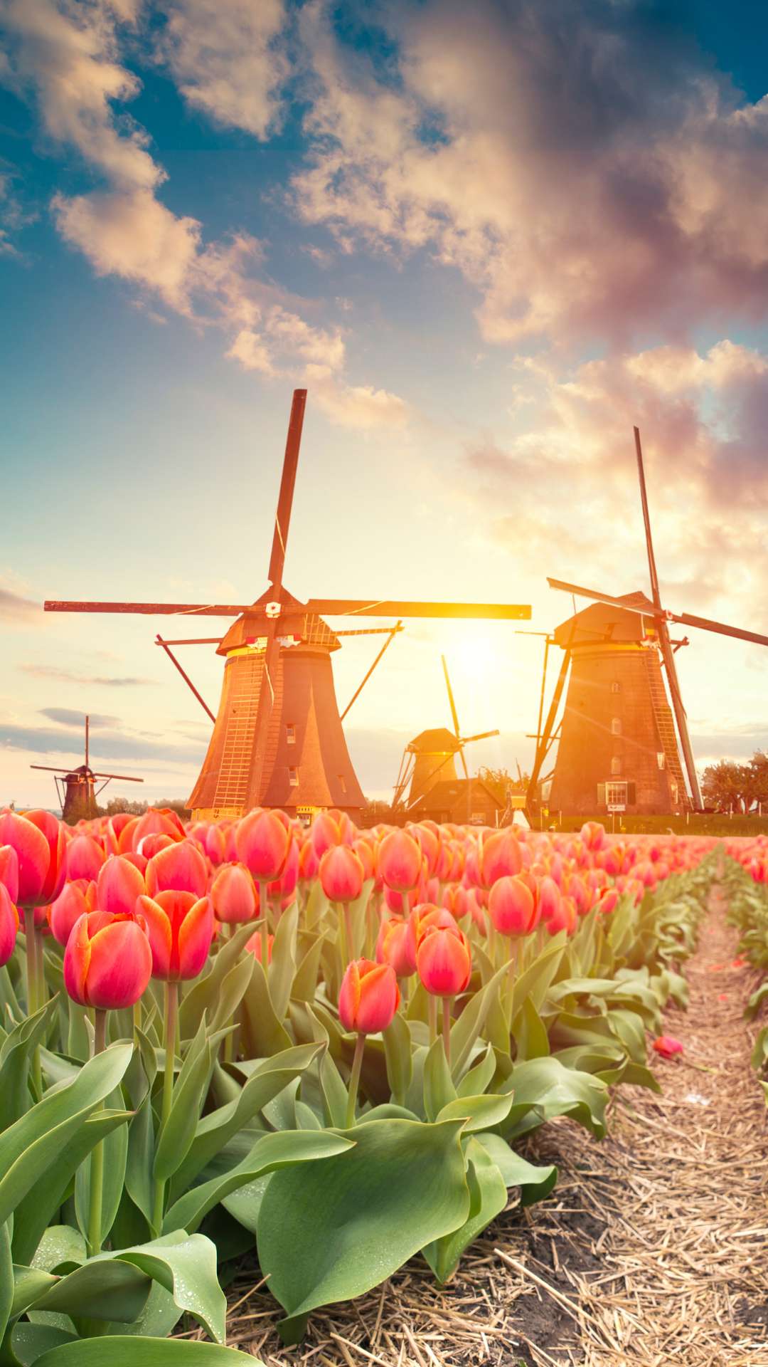 best-things-to-do-in-holland-mi