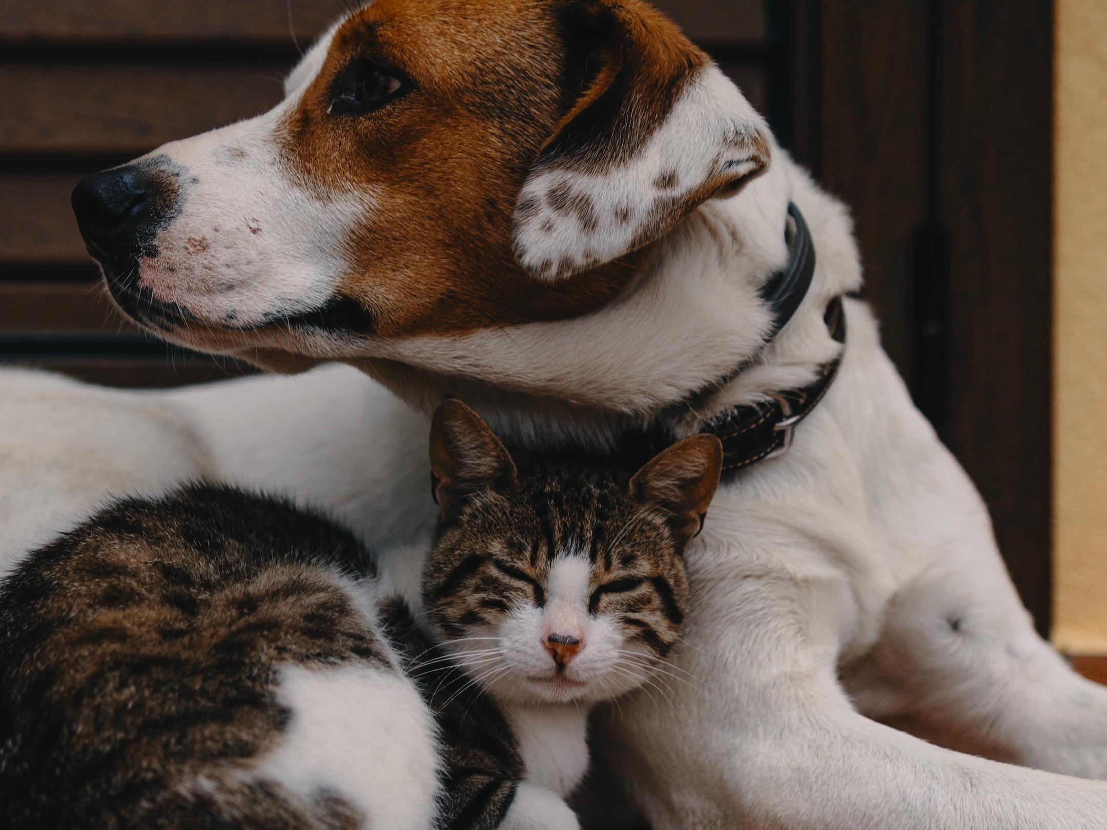 9 Best CatFriendly Dog Breeds