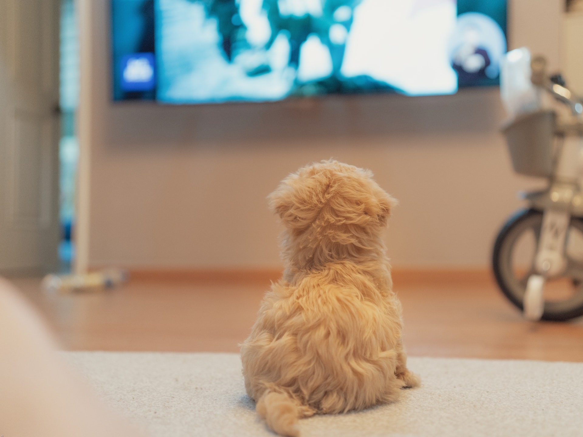 Do Dogs Really Watch Television?