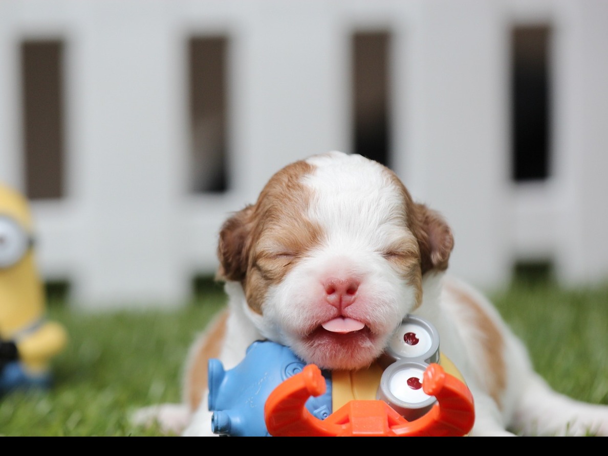 Top 5 Healthiest Toy Dog Breeds