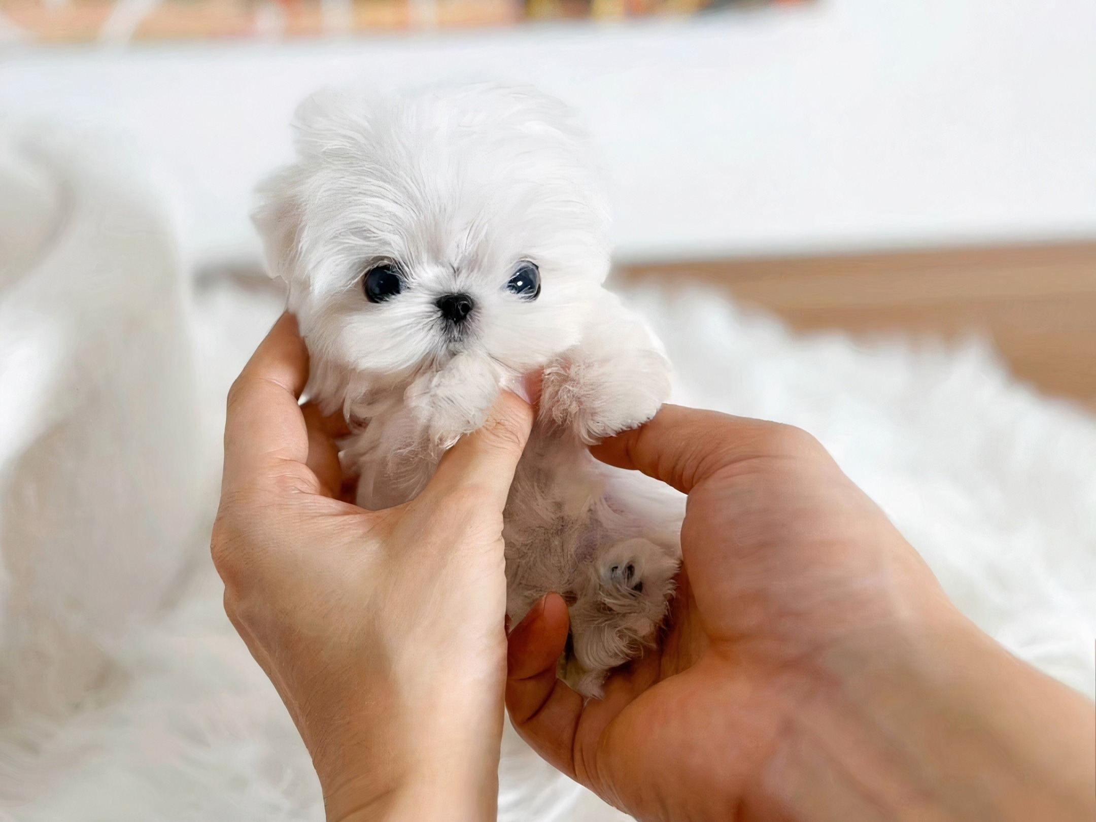 Top 8 Quietest Toy Dog Breeds