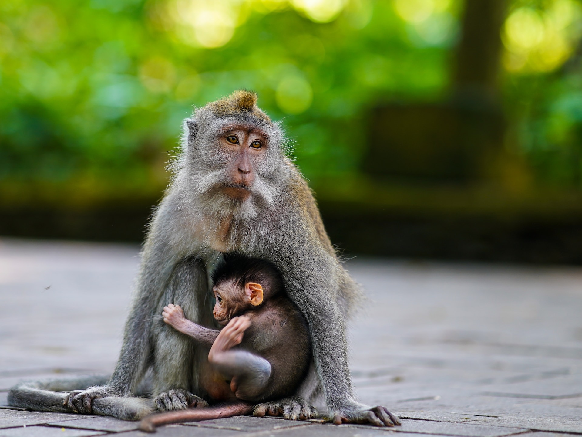 Nine of the Worlds Most Famous Animals