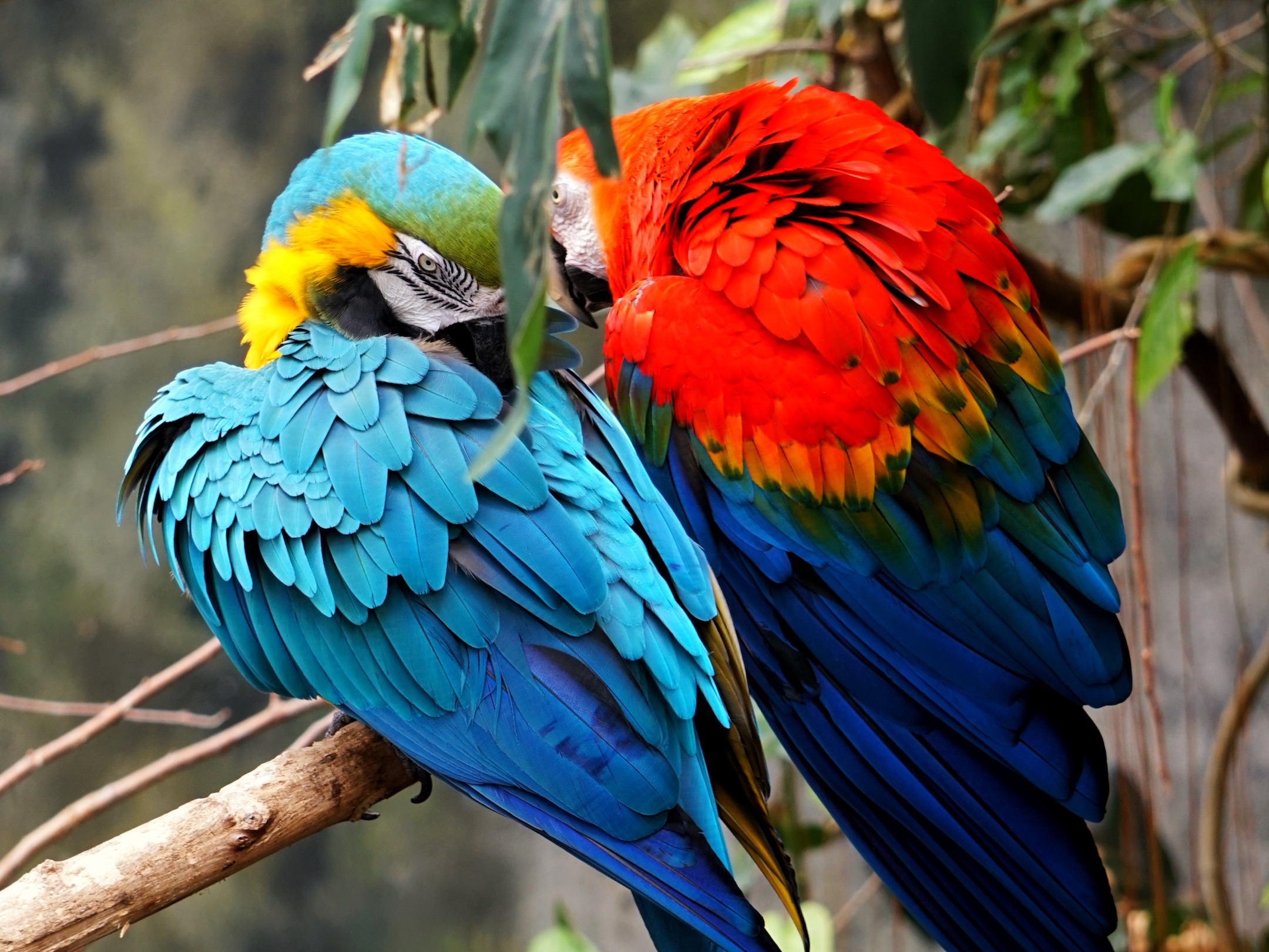 Worlds nine largest parrot species