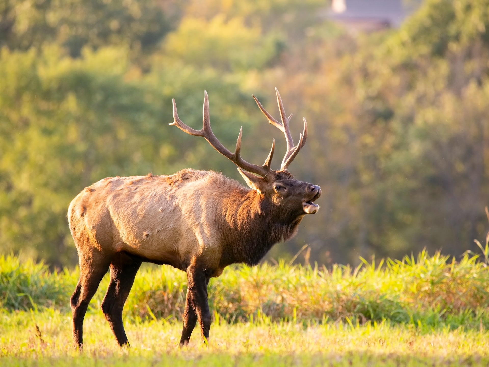 North Americas Fastest Land Animals North Americas Fastest Land Animals