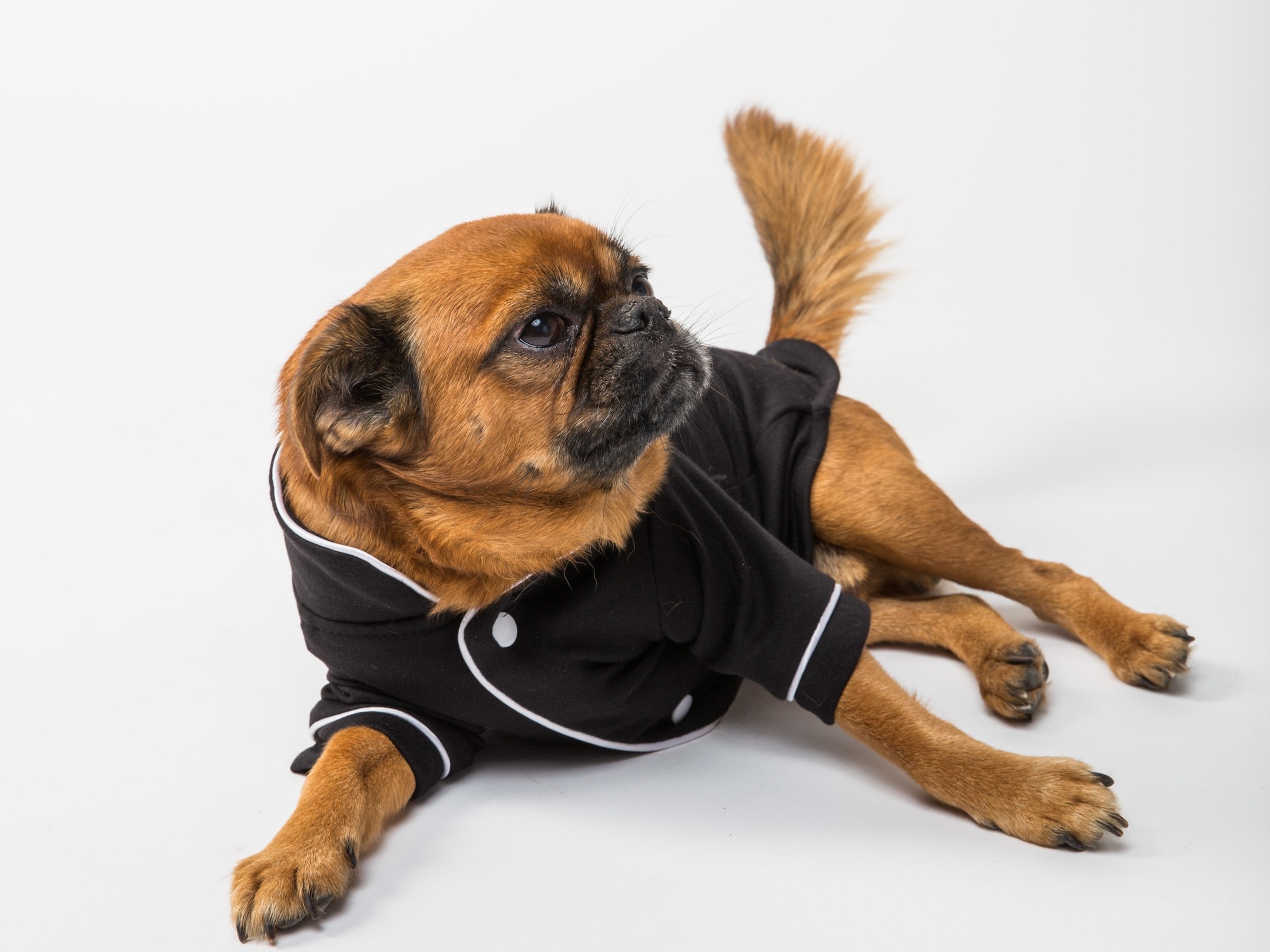 Dog Breeds That Have Yellow Coats