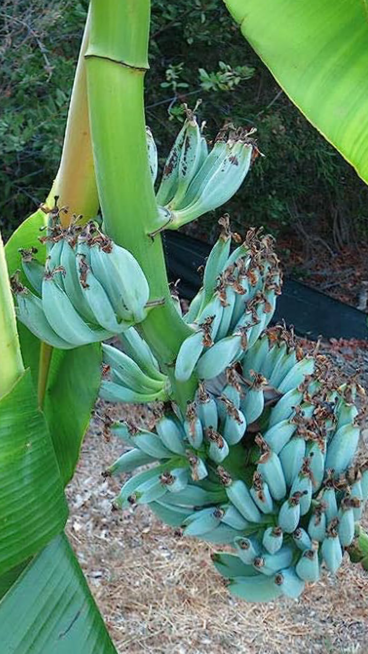 Blue Java Banana Tree