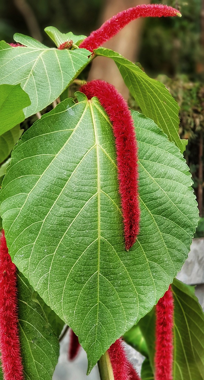 Top 10 Climate Resilient Crops That Can Grow Anywhere