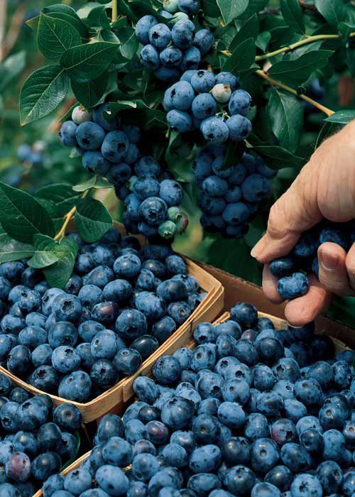 blueberry ki kheti