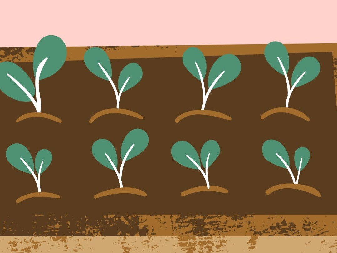 Crops to sow in September and October