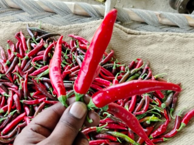 Healthy Red Chilli - ନାଲି ଲଙ୍କା ଖାଇବାର ଫାଇଦା