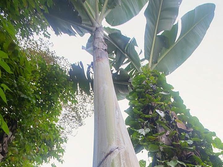 Giant Highland Banana Largest Banana