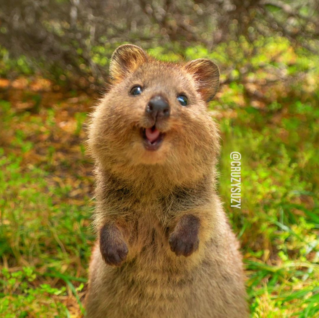 Conheça quokka: 'animal mais feliz do mundo'