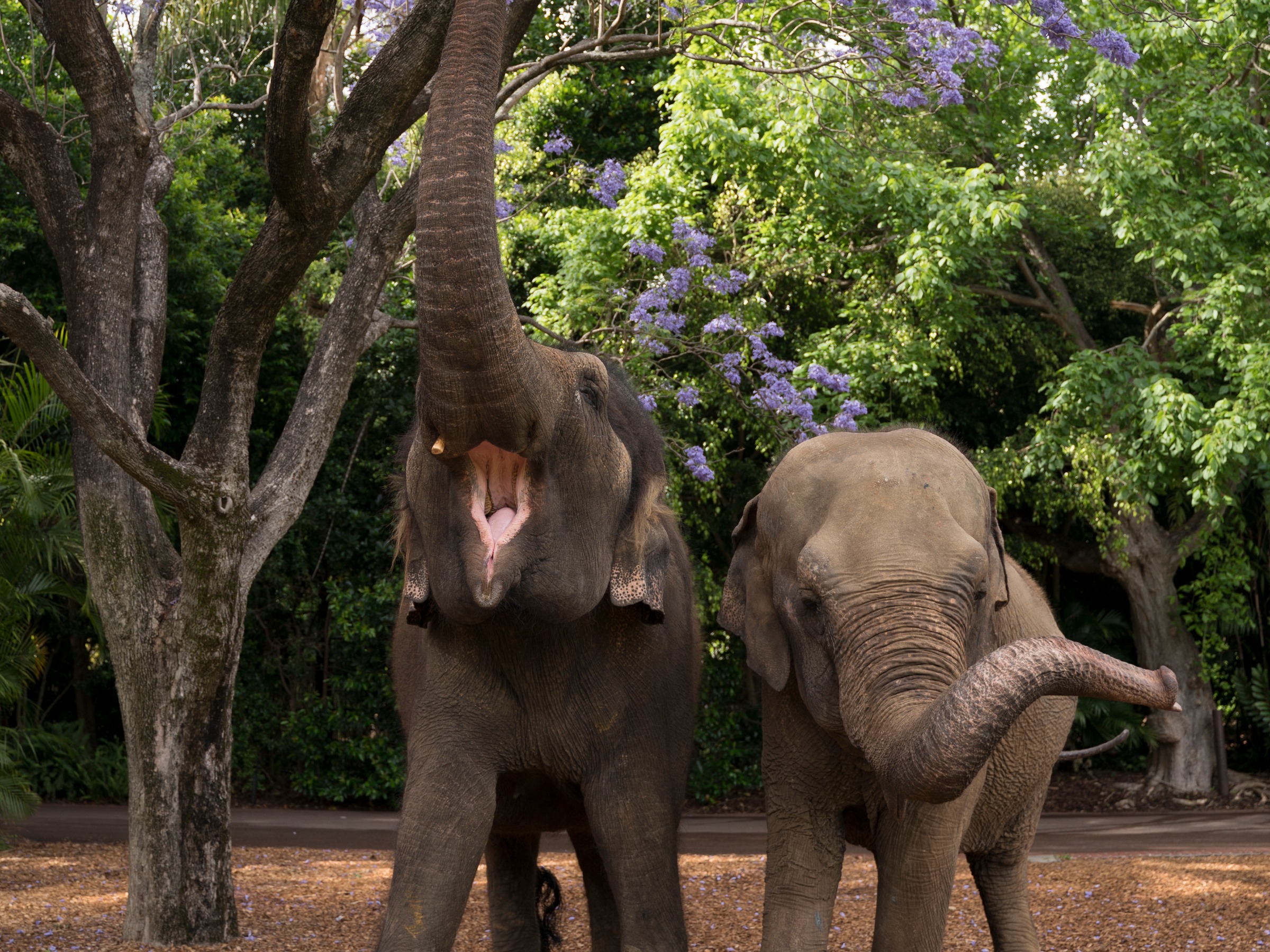 Tricia the elephants resting place
