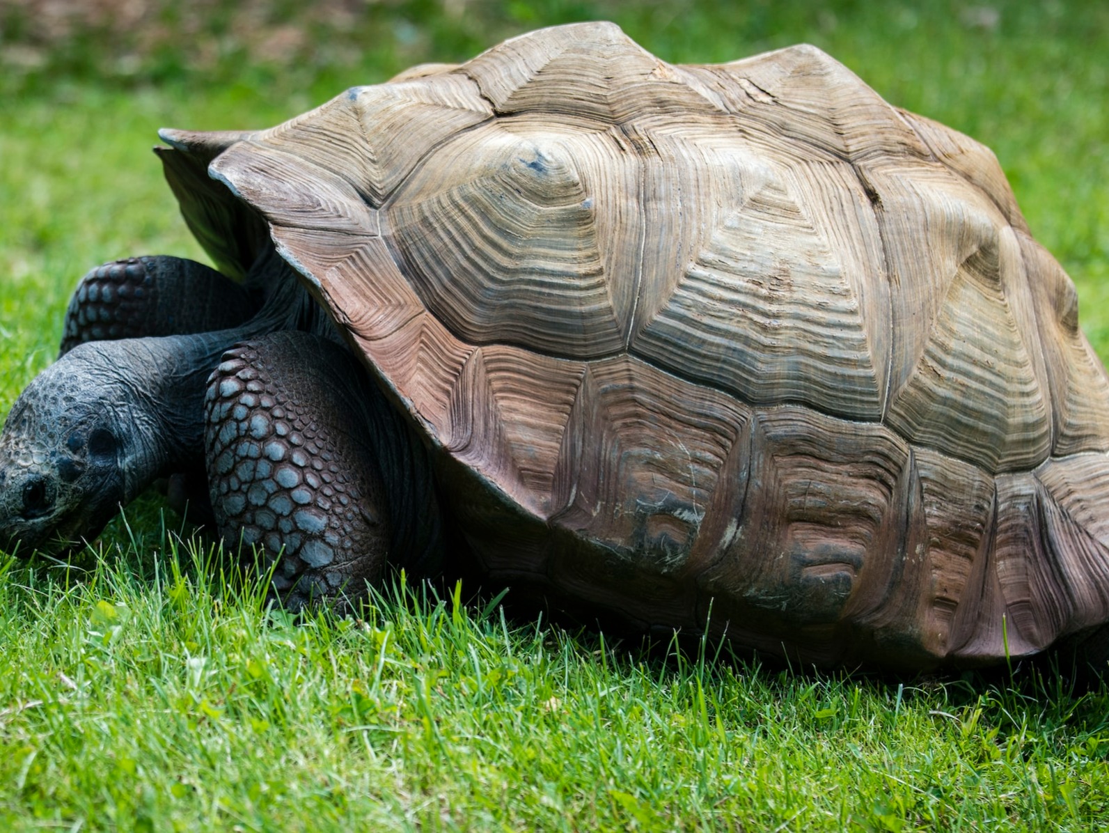 Protective Shells 9 Animals with Plates