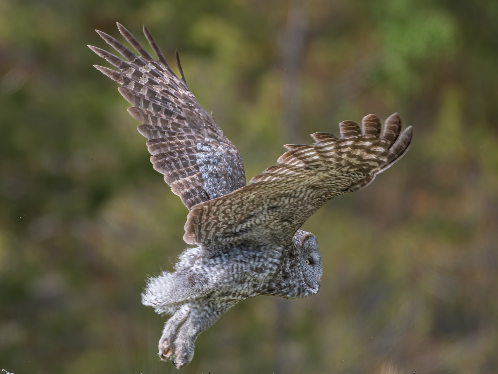 How to Keep Your Pets Safe From Predators