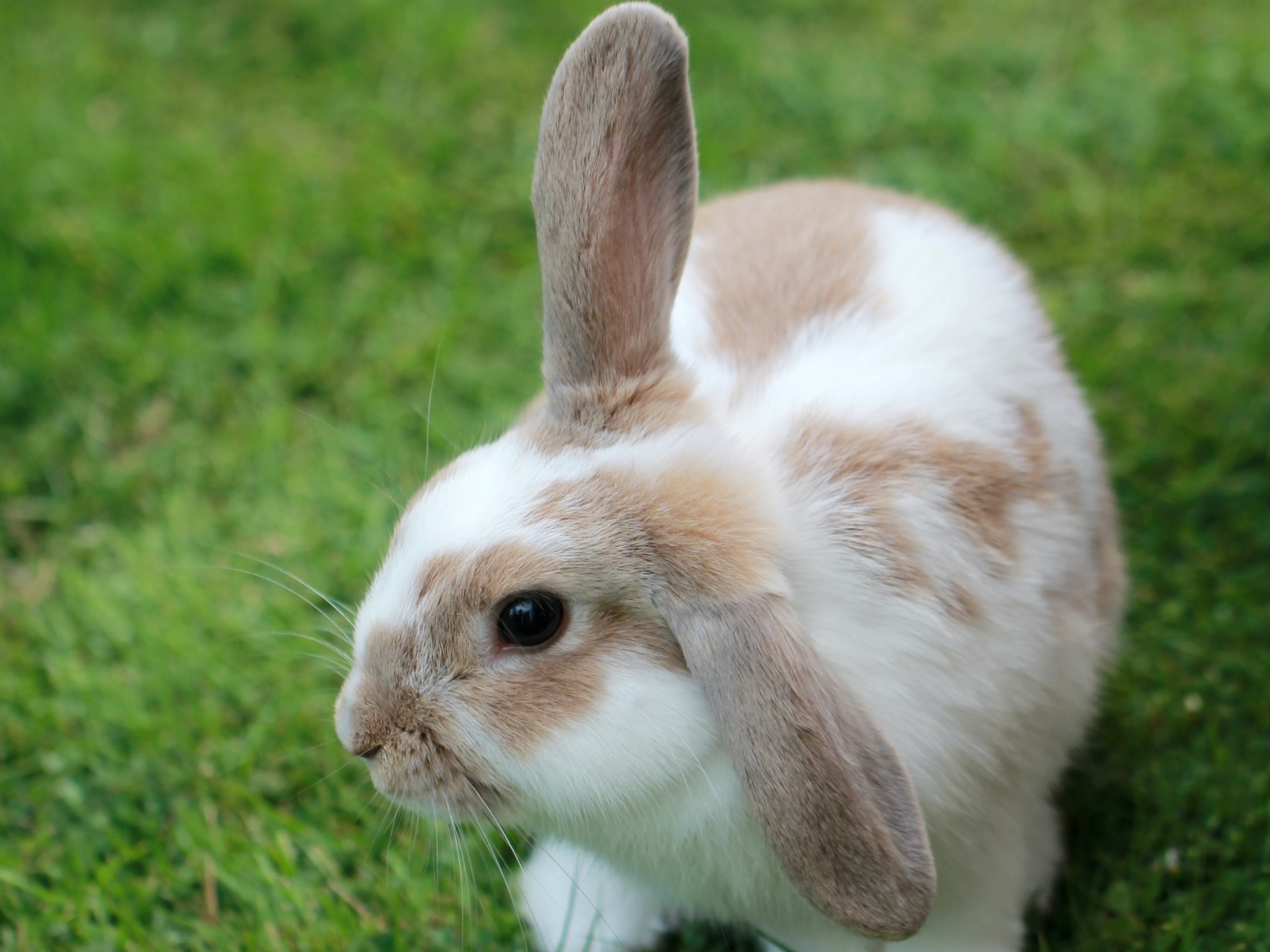 Maintaining a Healthy Rabbit as a Pet