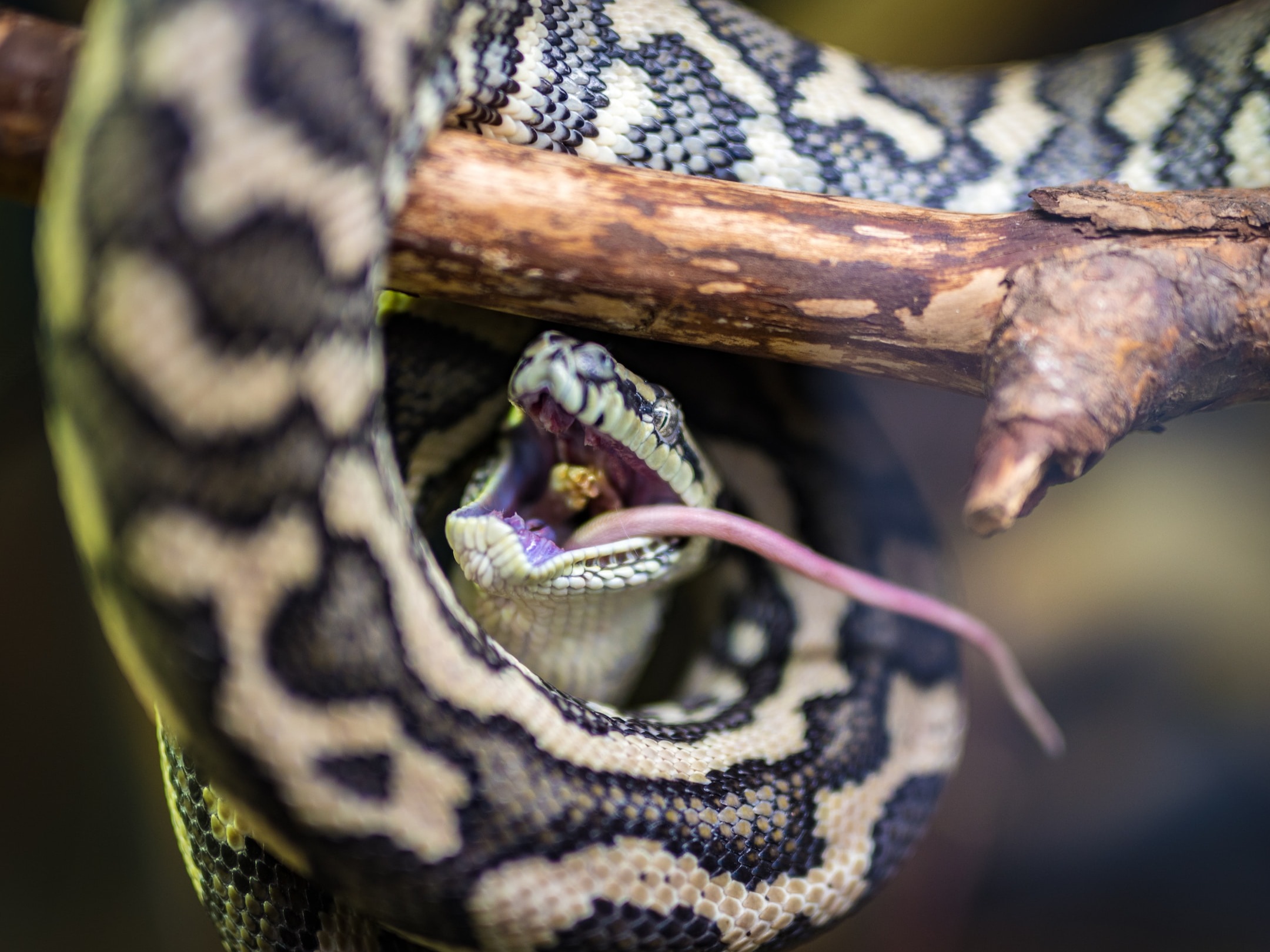 Snakes That Are Often Kept as Pets
