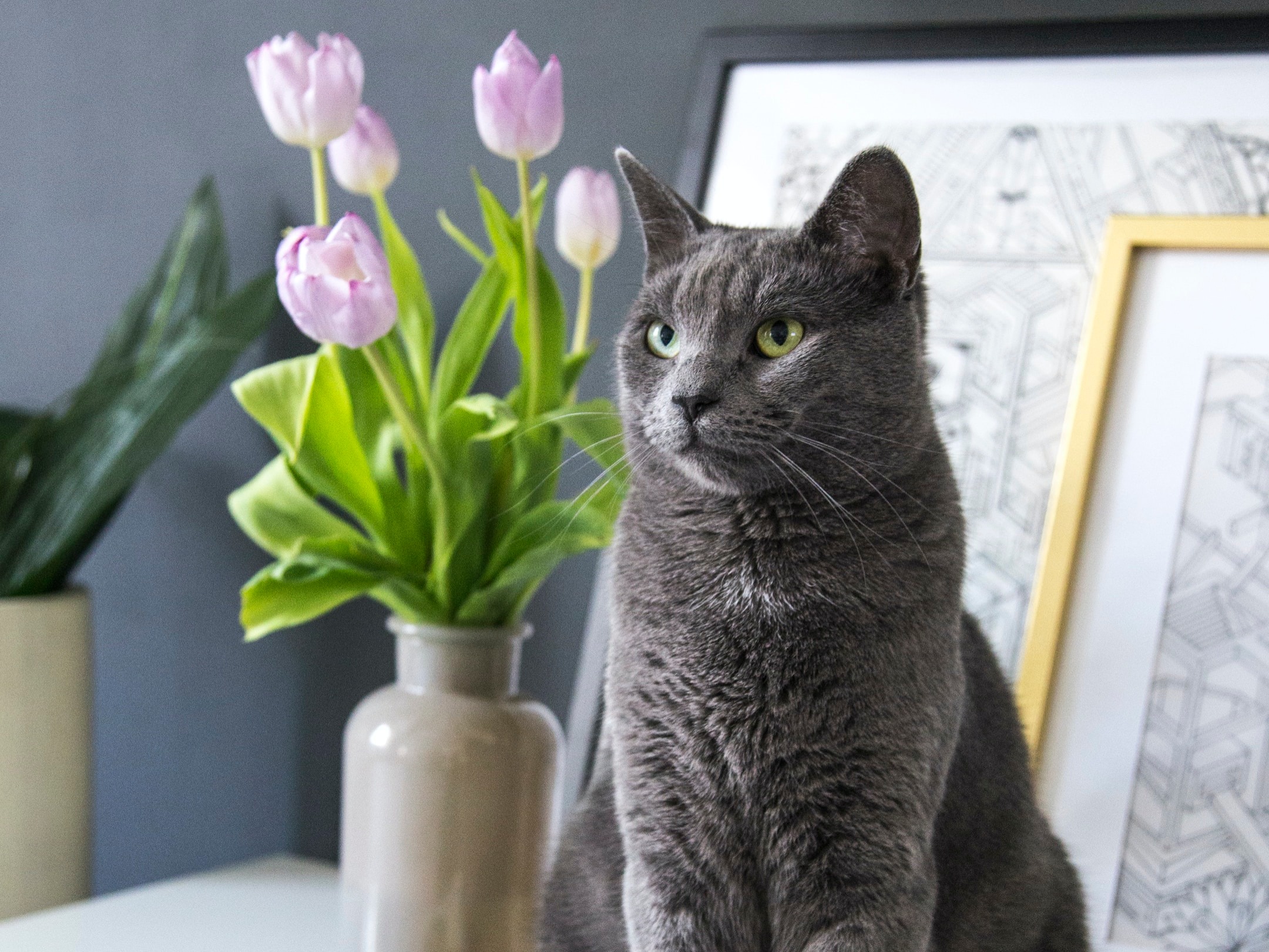 BlueCoated Cats The Different 9 Breeds